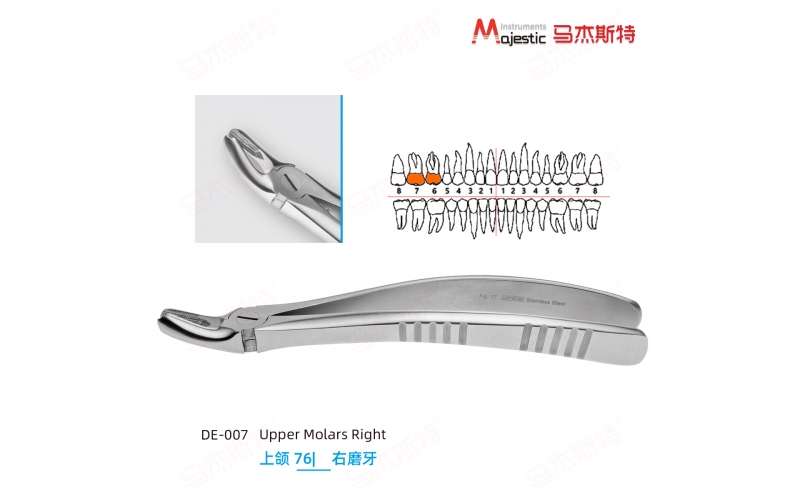 Adult Extracting Forceps English Pattern