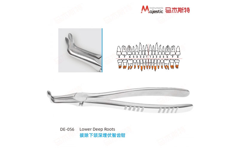 Adult Extracting Forceps English Pattern