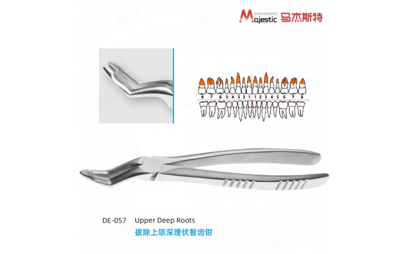Adult Extracting Forceps English Pattern