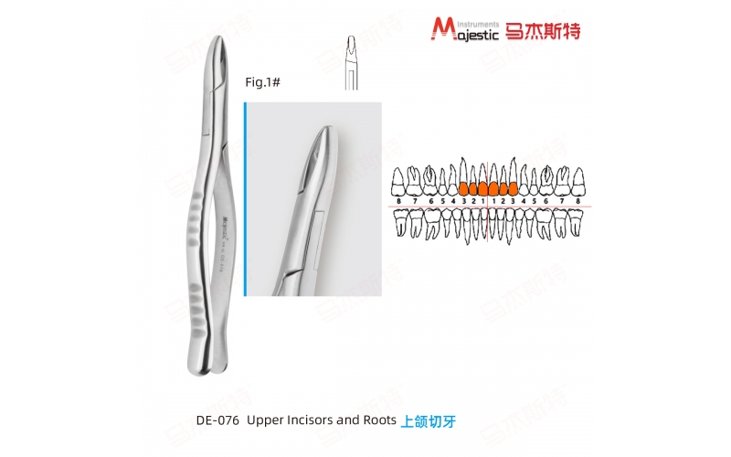Adult Extracting Forceps American Pattern