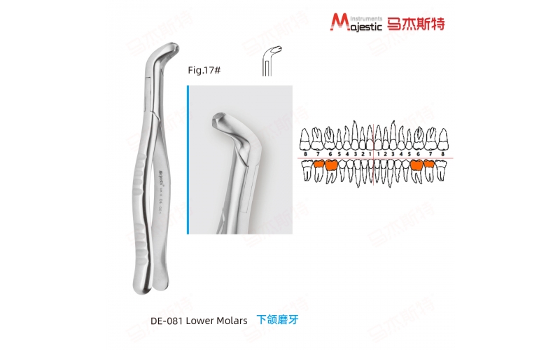 Adult Extracting Forceps American Pattern