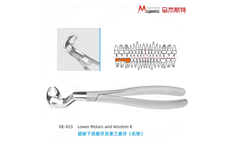 Routurier Extracting Forceps Englsih pattern lower molars and wisdom right Fig 213(22 1/2R)